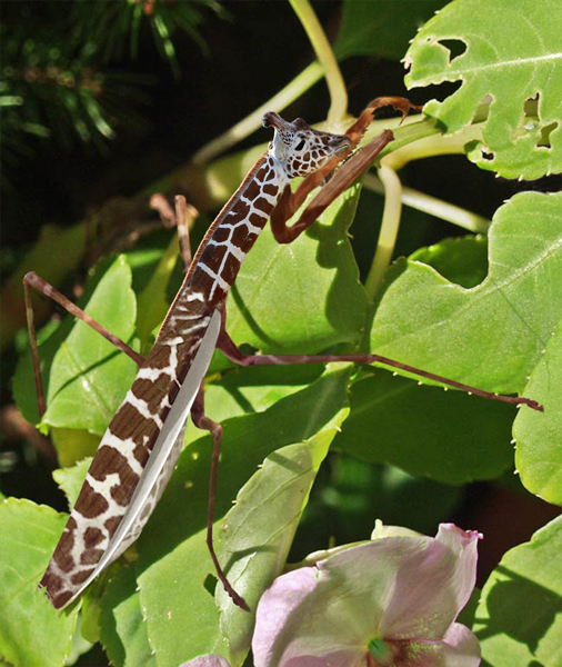 Photoshop Design by EyEars for DesignCrowd (Community Contests) | Design #9049250