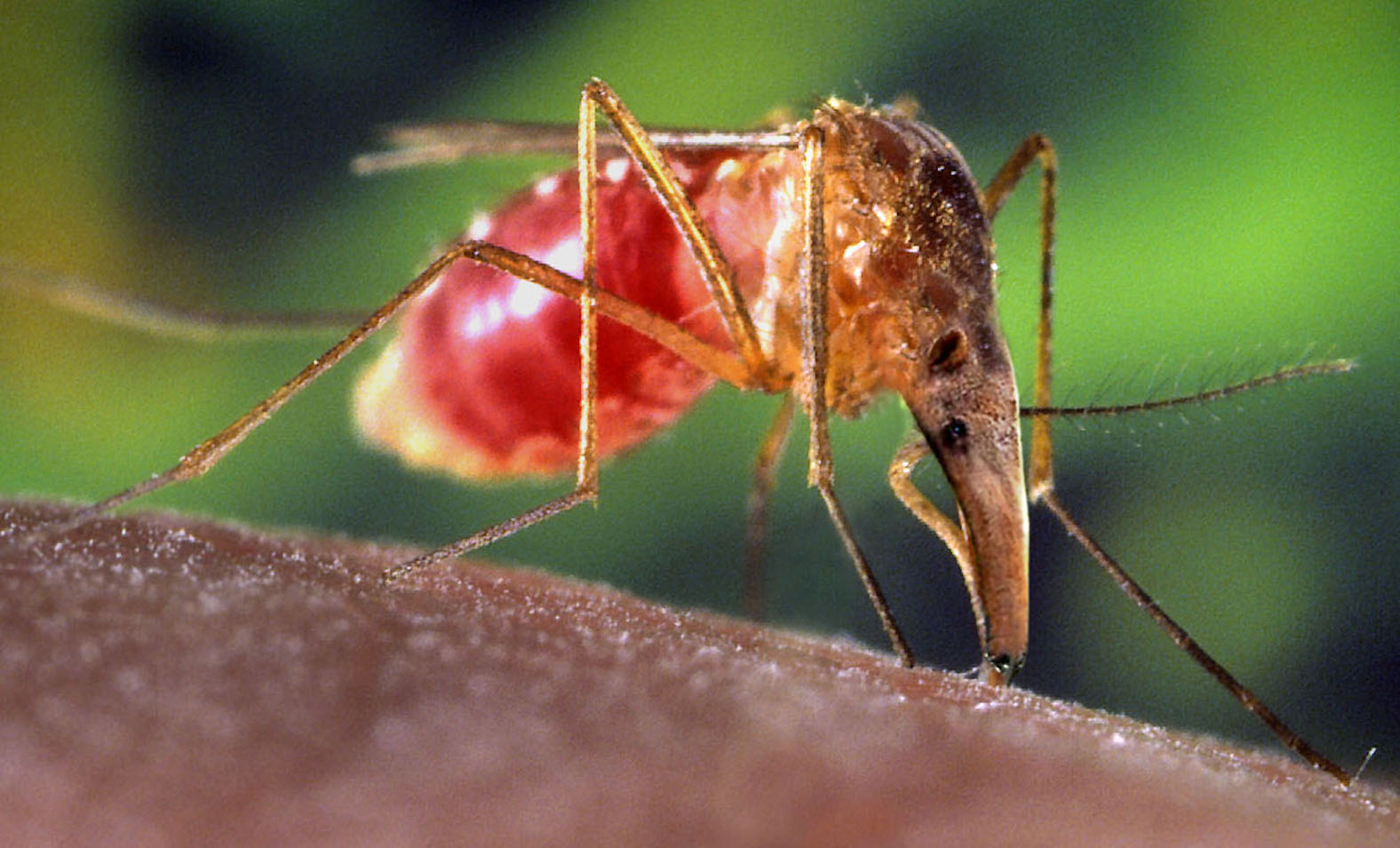 Photoshop Design by pendi29 for DesignCrowd (Community Contests) | Design #9049294