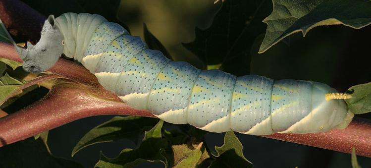 Diseño de Photoshop por boris200 para DesignCrowd (Community Contests) | Diseño #9049387