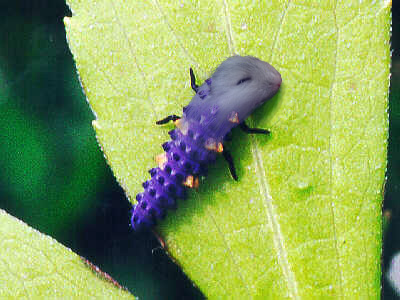 Design Photoshop par AilsArk pour DesignCrowd (Community Contests) | Design #9049361