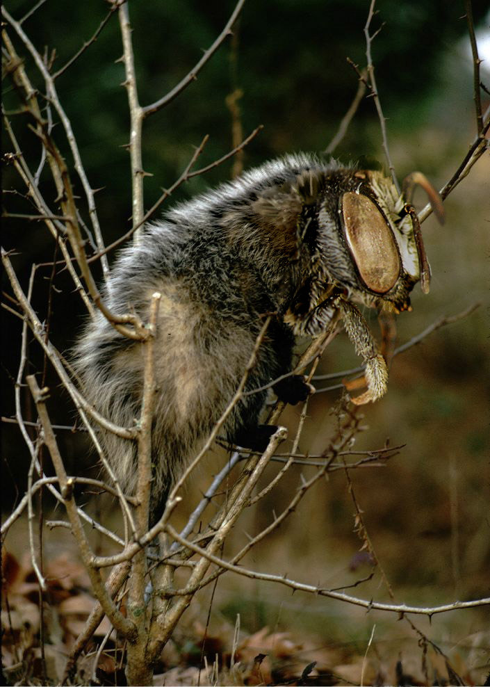 Photoshop Design by witchiepoo for DesignCrowd (Community Contests) | Design #9049362