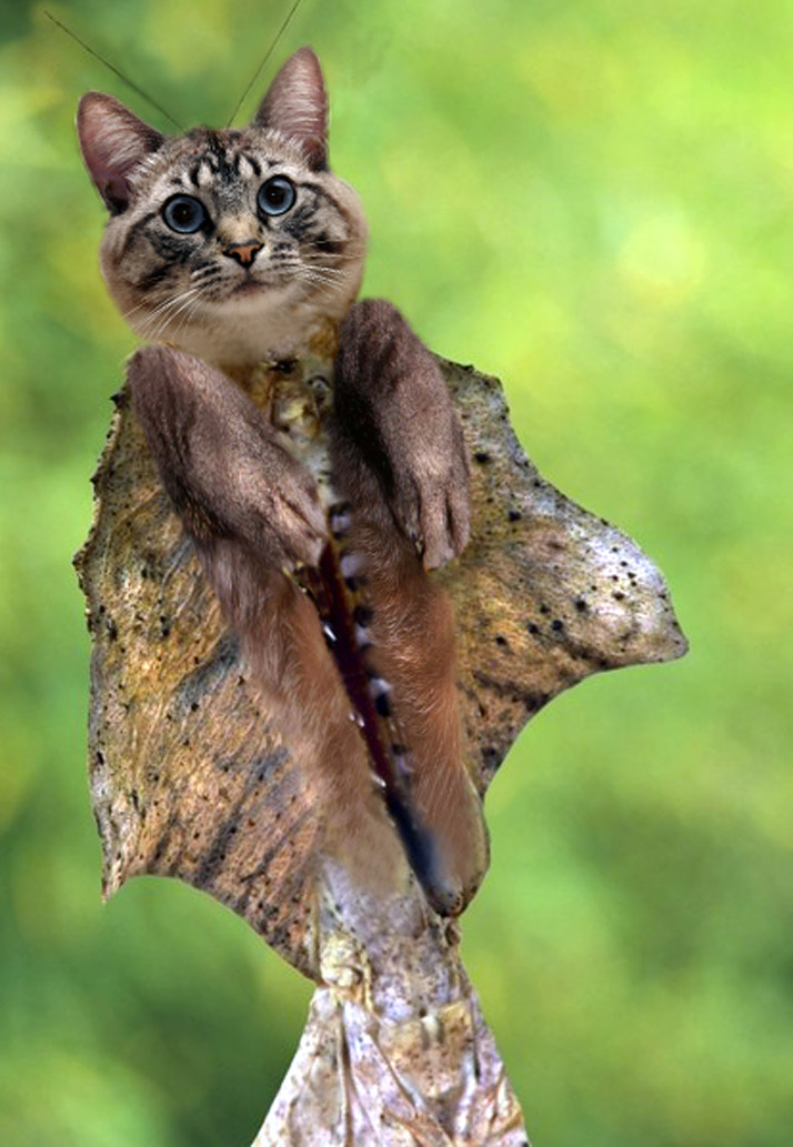 Photoshop Design by DebCam for DesignCrowd (Community Contests) | Design #9049396