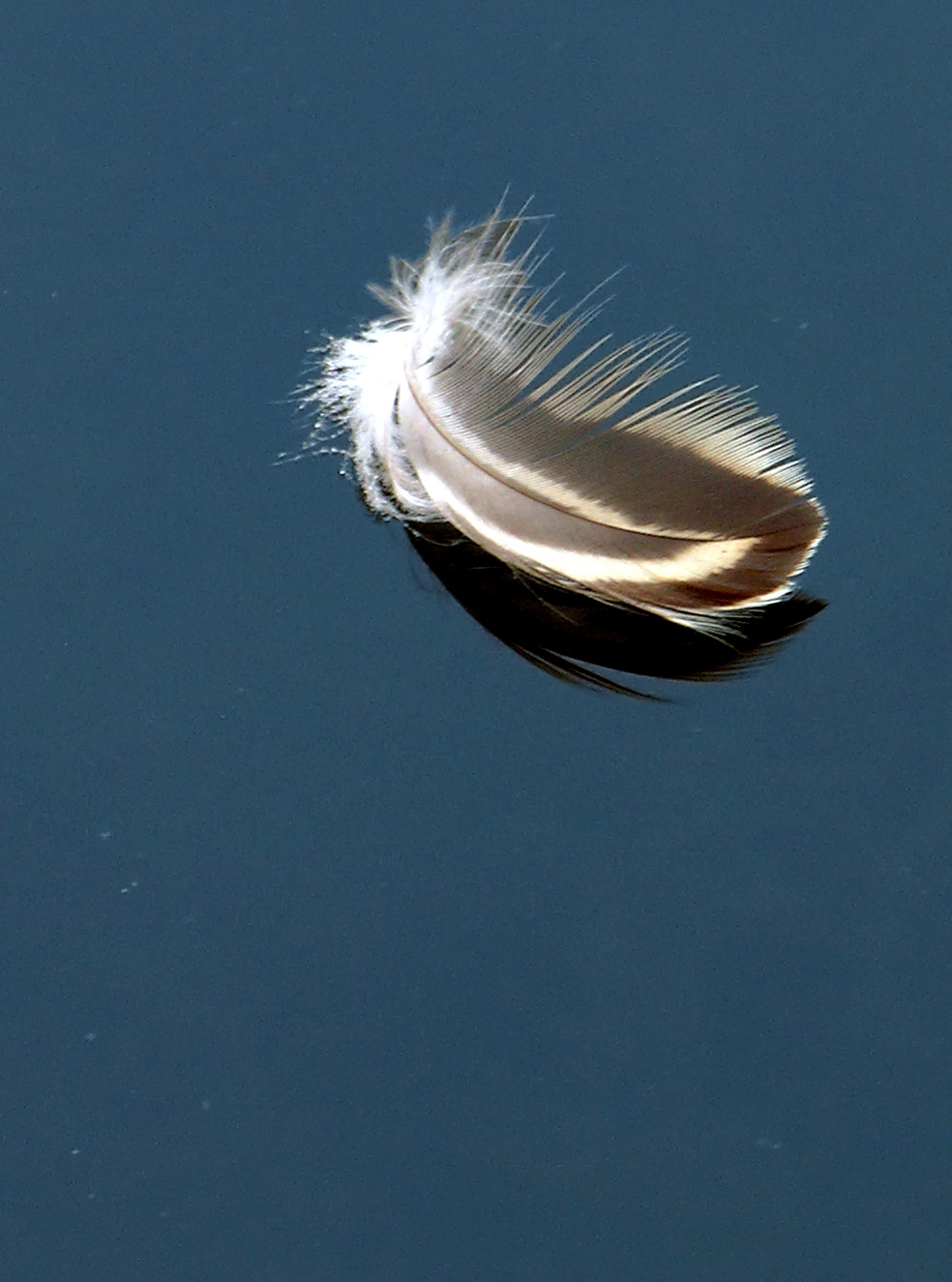 Photography by desstorm for DesignCrowd (Community Contests) | Design #9044504