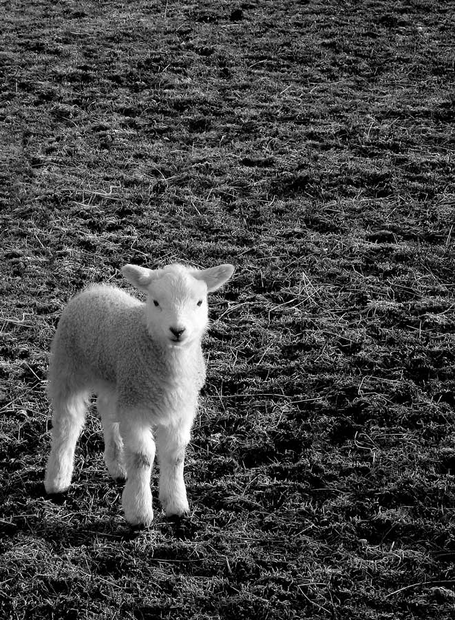 Photography by Limitchik for DesignCrowd (Community Contests) | Design #9040904
