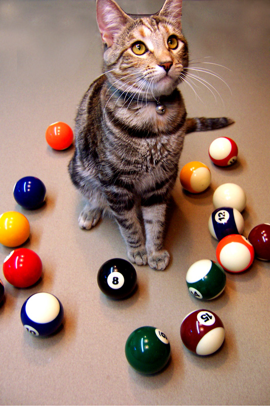 Photography by nowheregirl for DesignCrowd (Community Contests) | Design #9040856