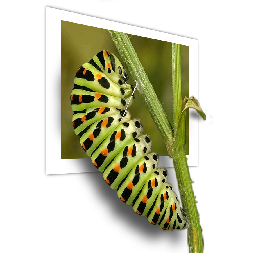 Design Photoshop par LatueofStiberty pour DesignCrowd (Community Contests) | Design #9047209