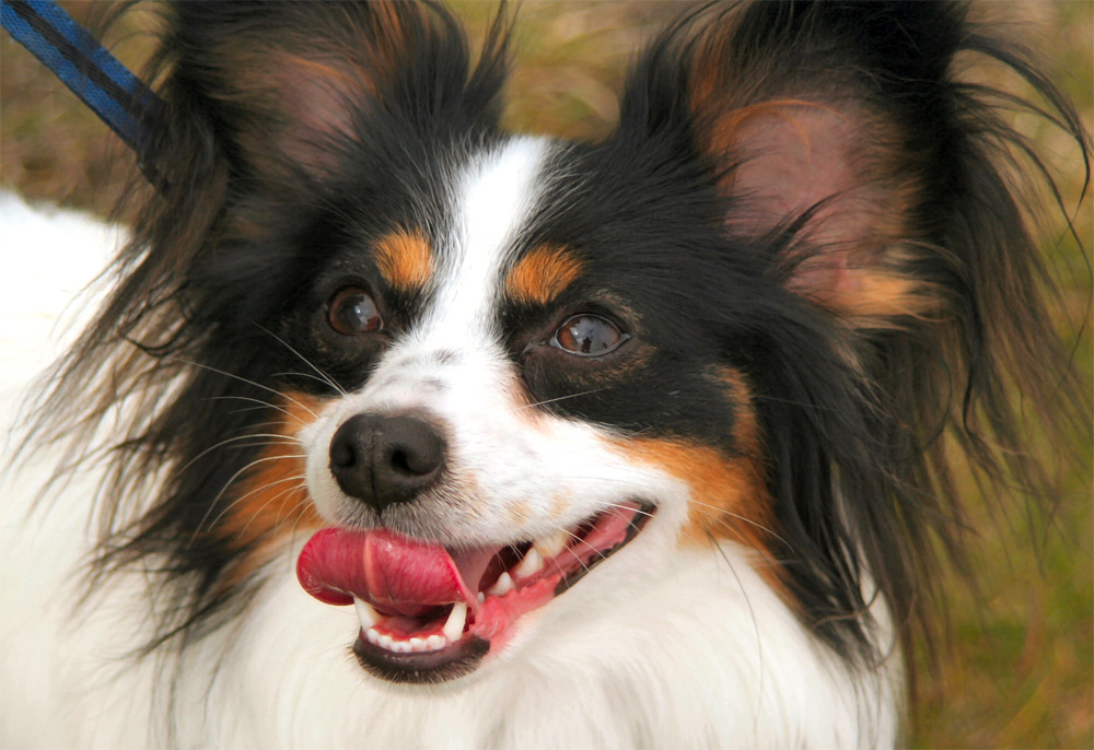 Fotografía por Maddyy para DesignCrowd (Community Contests) | Diseño #9040978