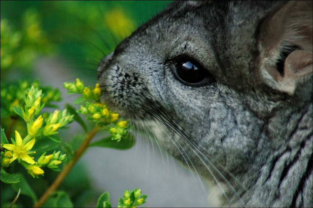 Photographie par VikaValter pour DesignCrowd (Community Contests) | Design #9040998