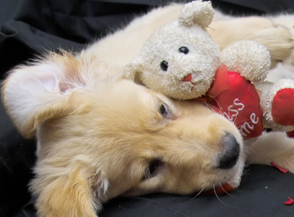 Photography by lynvdg for DesignCrowd (Community Contests) | Design #9041015