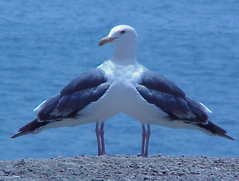 Diseño de Photoshop por JuzzyDee para DesignCrowd (Community Contests) | Diseño #9048790