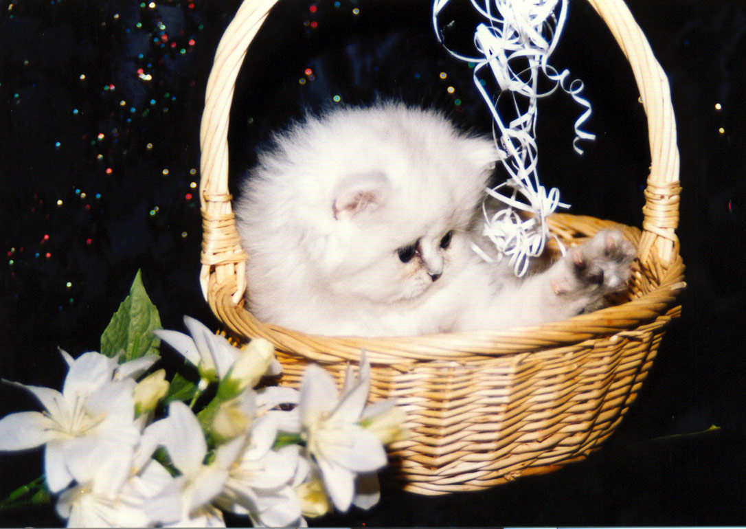 Photographie par Zampino pour DesignCrowd (Community Contests) | Design #9041043