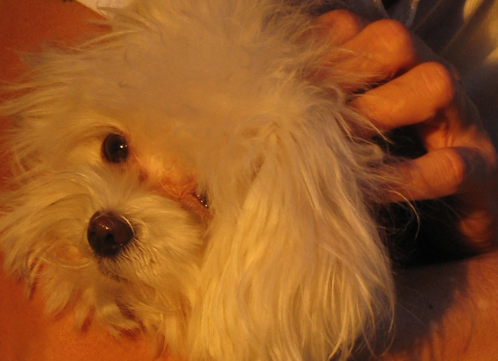 Photographie par Ritu26 pour DesignCrowd (Community Contests) | Design #9044515