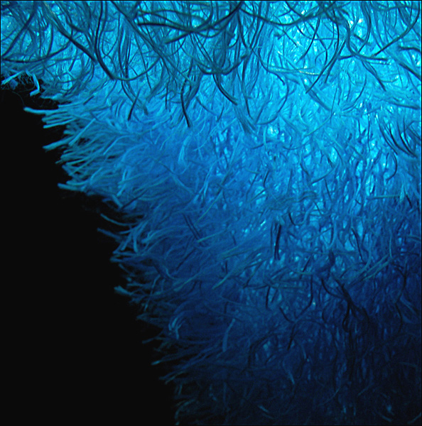 Photography by Meggie for DesignCrowd (Community Contests) | Design #9044463