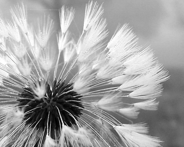 Fotografie von FallenAngel4U für DesignCrowd (Community Contests) | Design #9044510