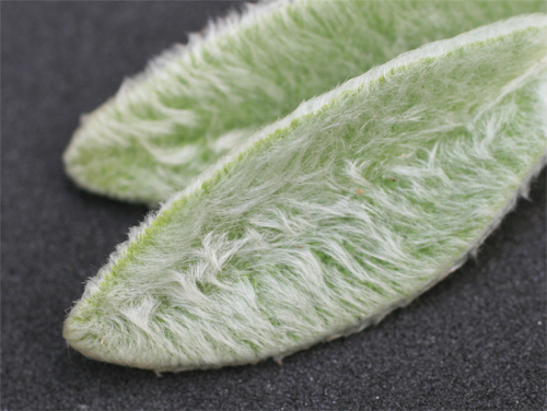 Photography by itsmineillshare for DesignCrowd (Community Contests) | Design #9044490