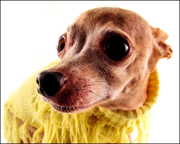 Fotografía por CSC10000 para DesignCrowd (Community Contests) | Diseño #9040945