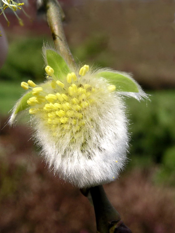 Fotografie von mzmzmzmz für DesignCrowd (Community Contests) | Design #9044466