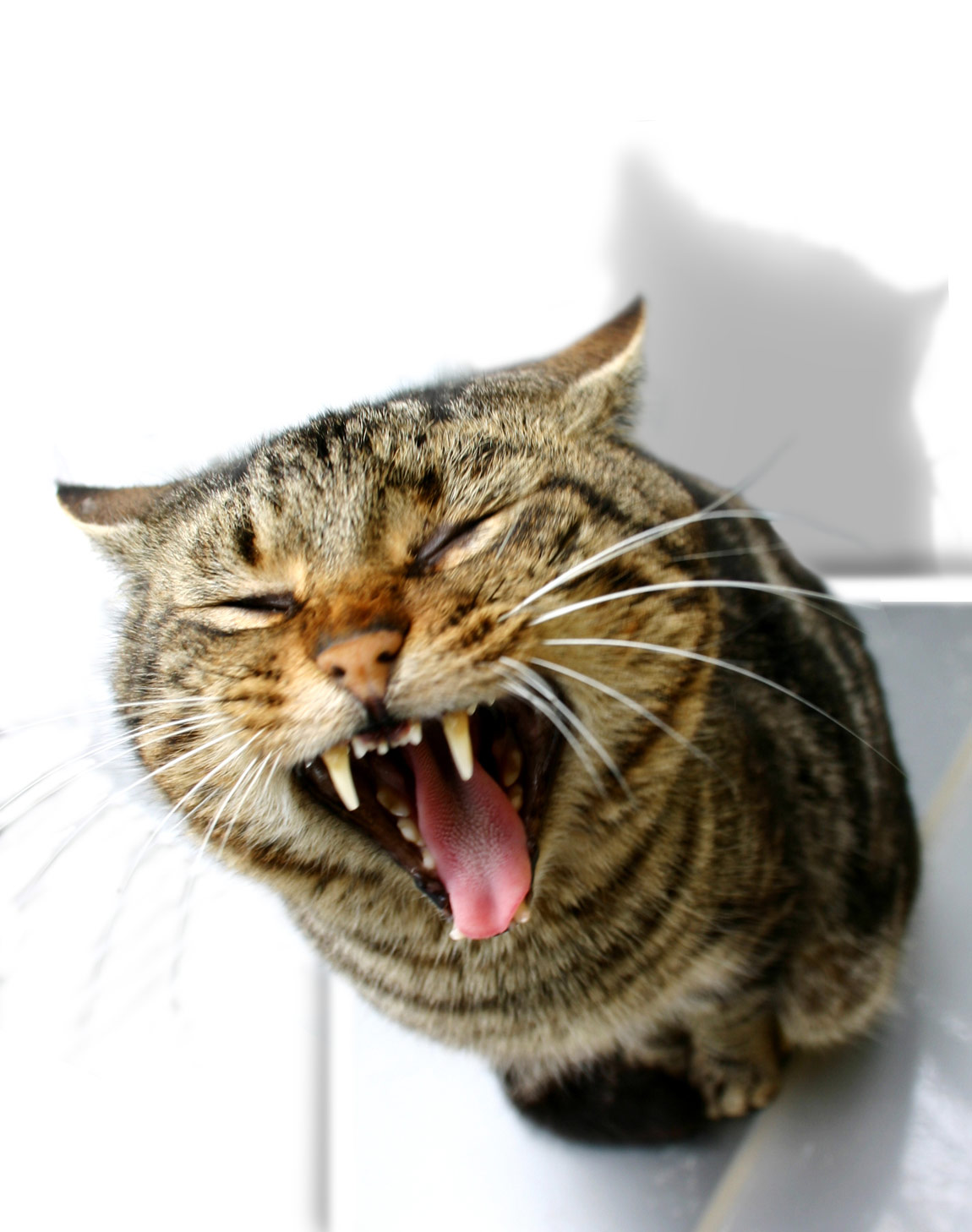 Photoshop Design by TheGr8TGatsby67 for DesignCrowd (Community Contests) | Design #9047302