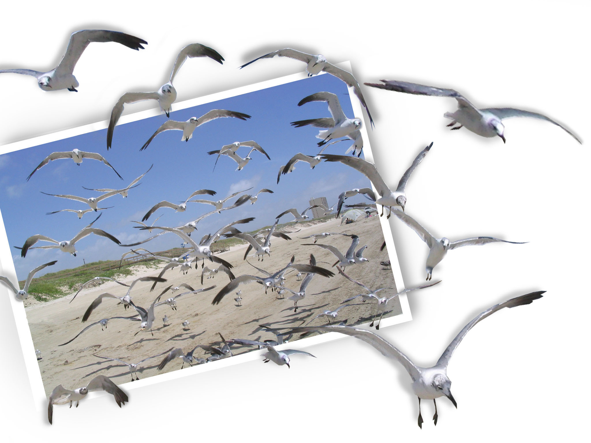 Photoshop Design by MasterCT for DesignCrowd (Community Contests) | Design #9047352