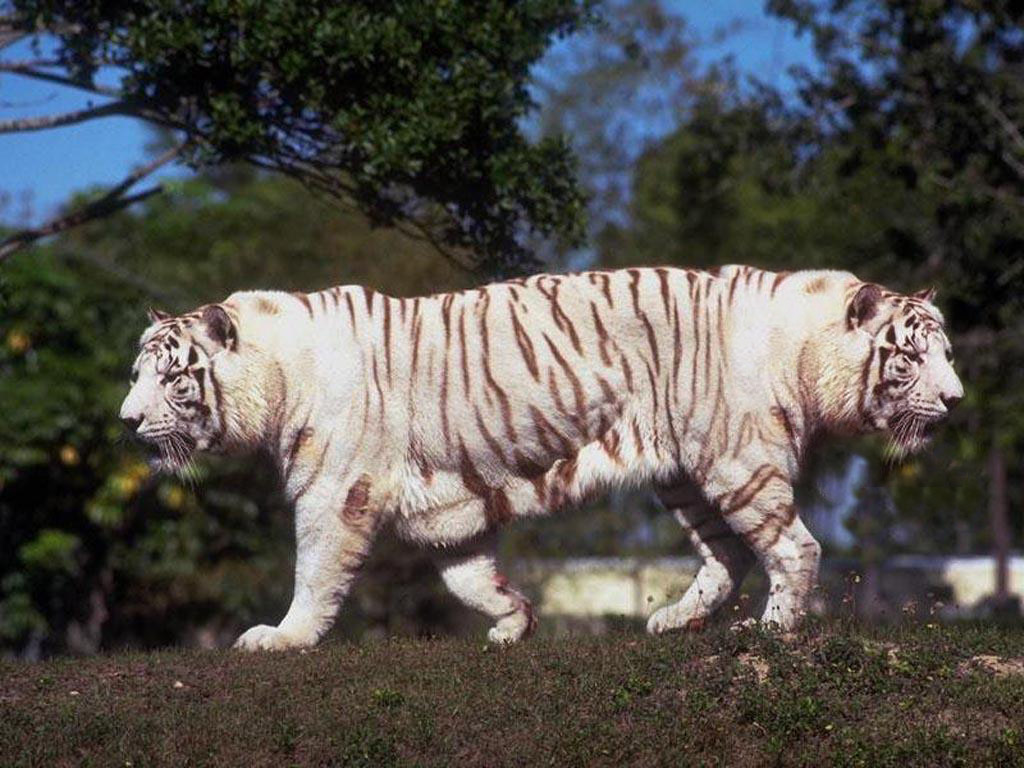 Photoshop Design by XinCistheBomb for DesignCrowd (Community Contests) | Design #9048902