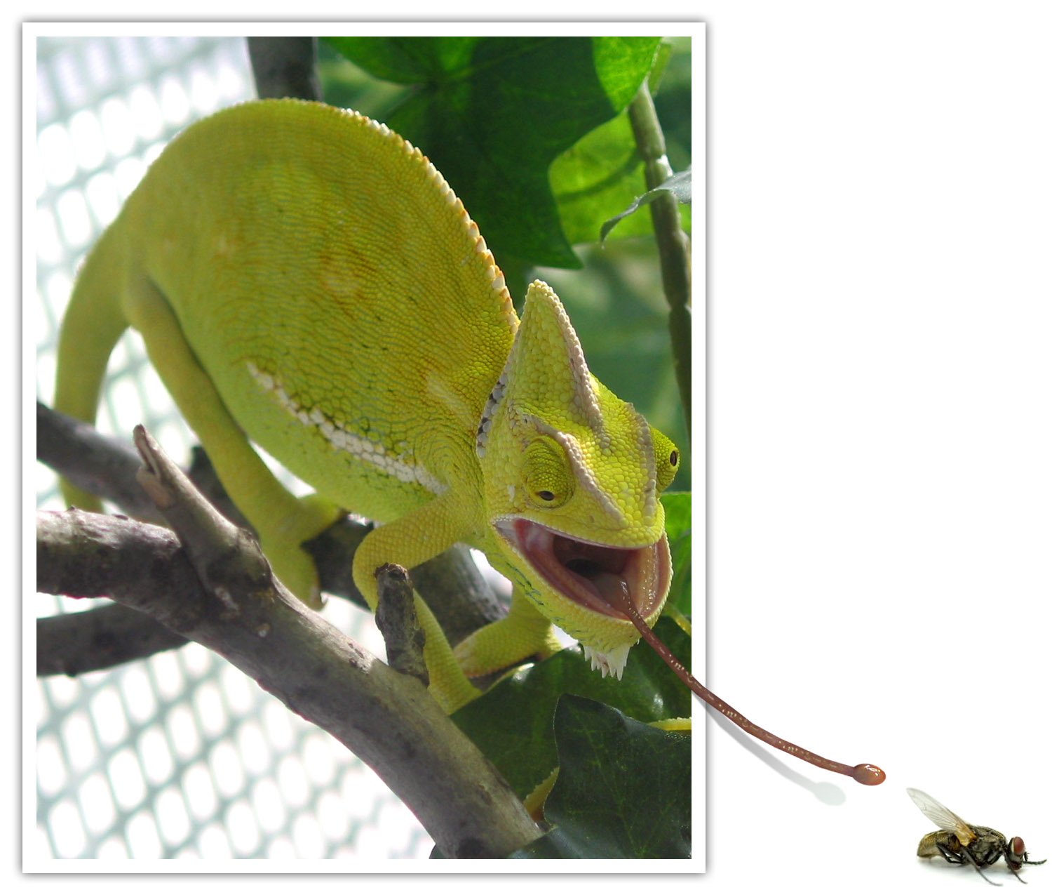 Photoshop Design by davidberettaowens for DesignCrowd (Community Contests) | Design #9047301