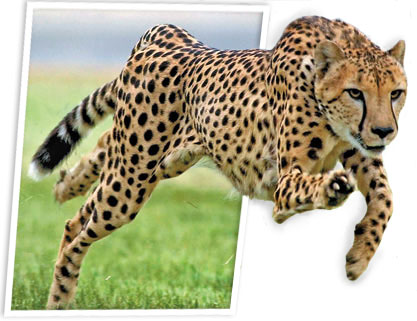 Photoshop Design by lucky777 for DesignCrowd (Community Contests) | Design #9047399