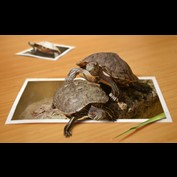 Photoshop Design by saufnase