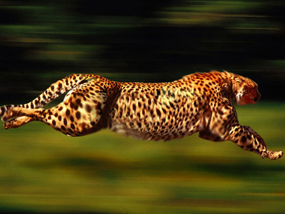 Diseño de Photoshop por melrsa para DesignCrowd (Community Contests) | Diseño #9044836