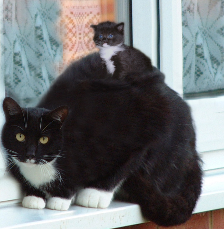 Photoshop Design by TheGr8TGatsby67 for DesignCrowd (Community Contests) | Design #9044861