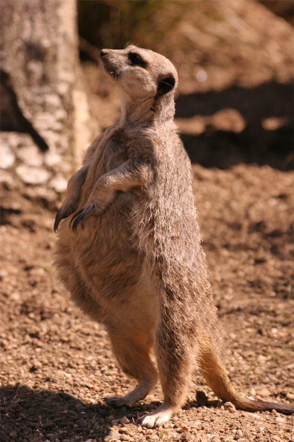 Design Photoshop par Penywise pour DesignCrowd (Community Contests) | Design #9044865