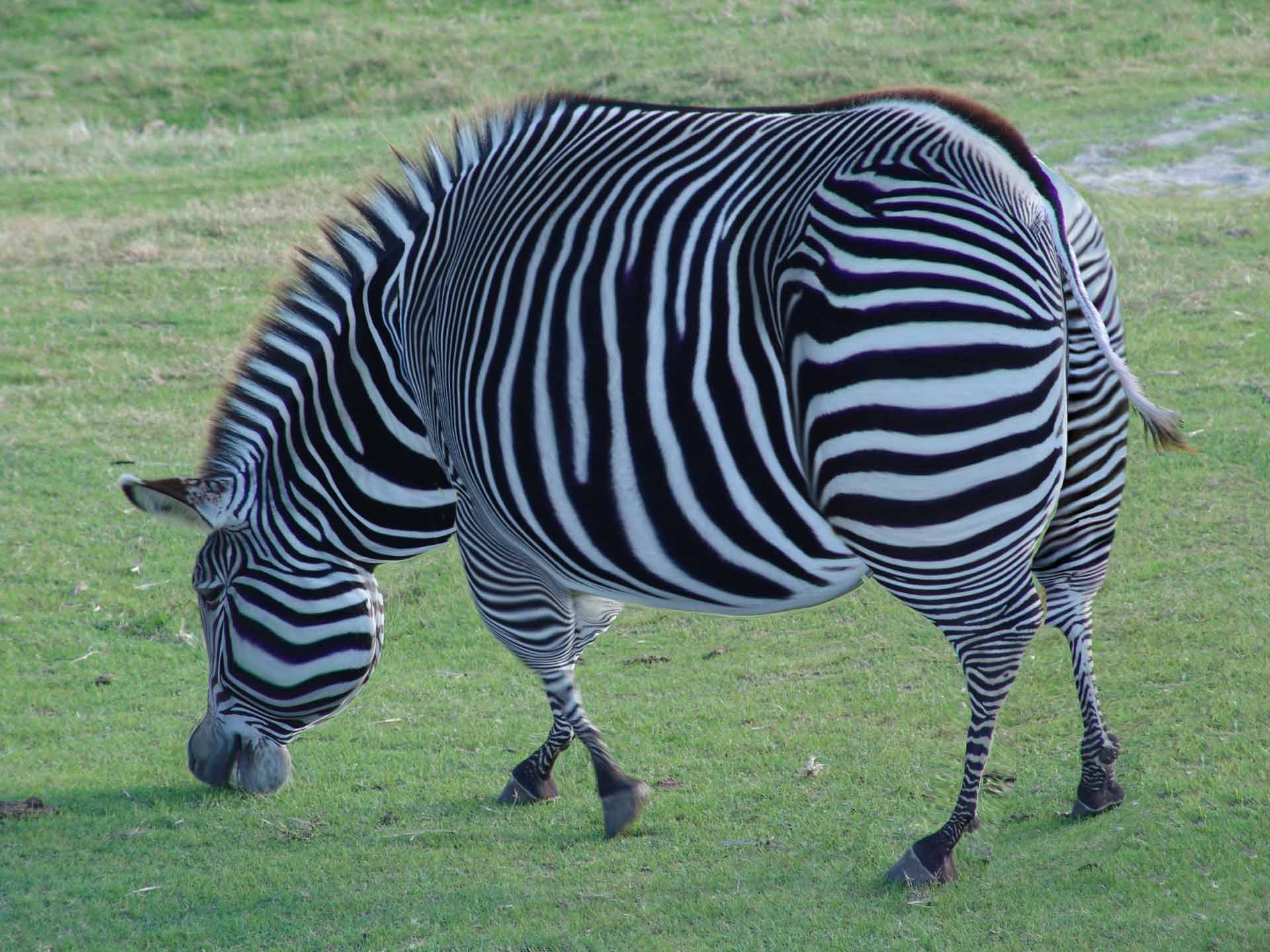 Photoshop-Design von thehaysoj für DesignCrowd (Community Contests) | Design #9044971