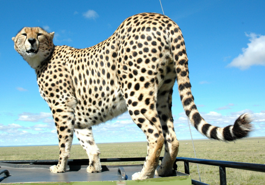 Photoshop Design by CoolKat85 for DesignCrowd (Community Contests) | Design #9044942