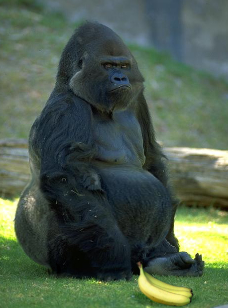 Photoshop-Design von Hobbit90 für DesignCrowd (Community Contests) | Design #9045024