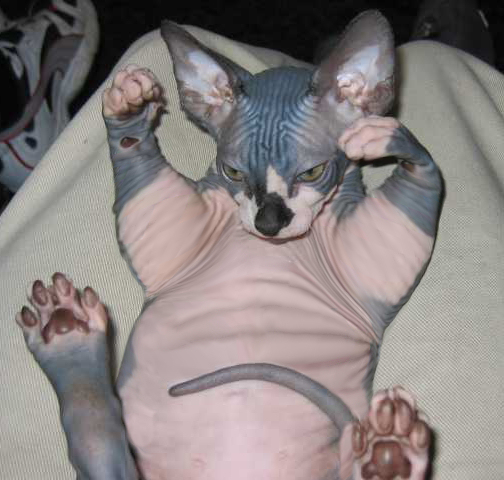 Diseño de Photoshop por boris200 para DesignCrowd (Community Contests) | Diseño #9045033