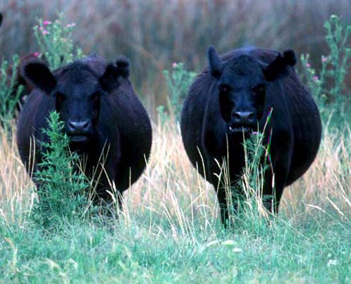 Photoshop Design by tomas099 for DesignCrowd (Community Contests) | Design #9045015