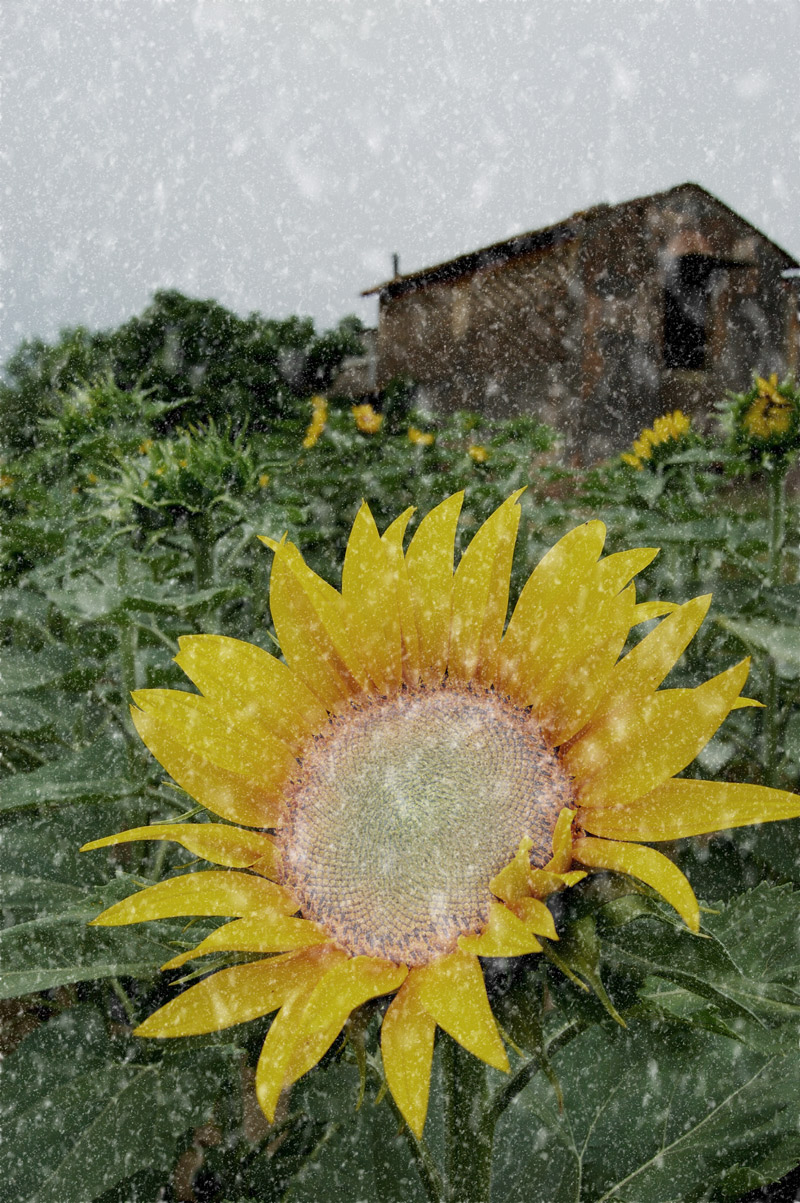 Photoshop Design by dadrak for DesignCrowd (Community Contests) | Design #9047689