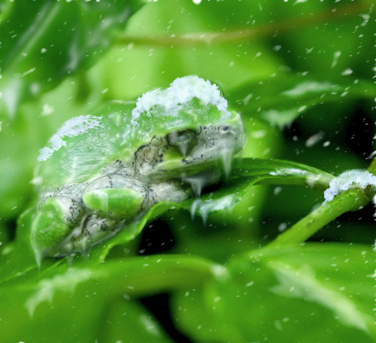 Photoshop Design by bananasfritters for DesignCrowd (Community Contests) | Design #9047724