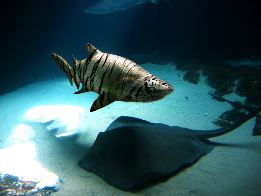 Photoshop Design by benchong for DesignCrowd (Community Contests) | Design #9045797