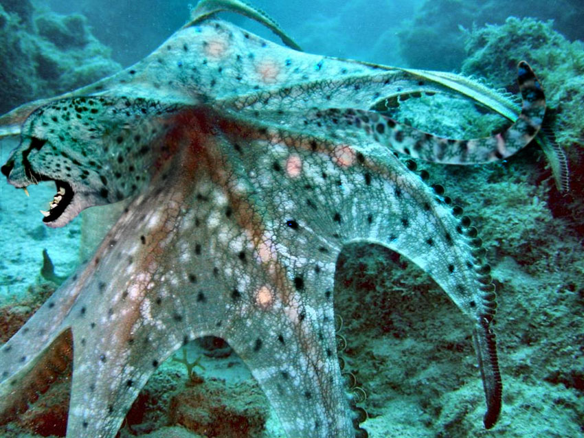 Photoshop Design by creativerajkumar for DesignCrowd (Community Contests) | Design #9045802