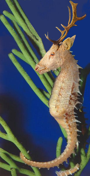 Diseño de Photoshop por raan19 para DesignCrowd (Community Contests) | Diseño #9045806