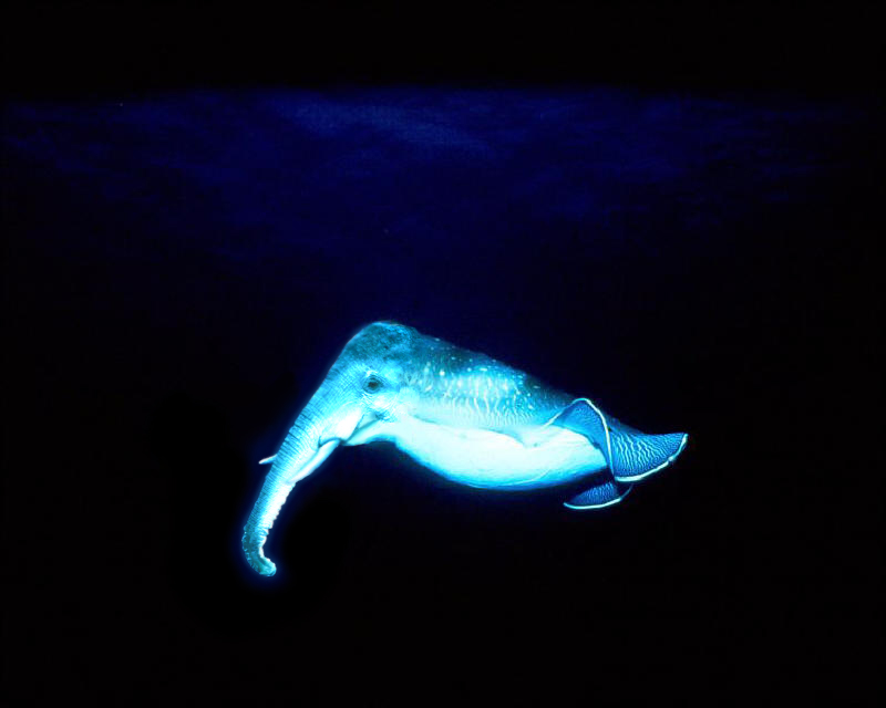 Photoshop Design by thehaysoj for DesignCrowd (Community Contests) | Design #9045854