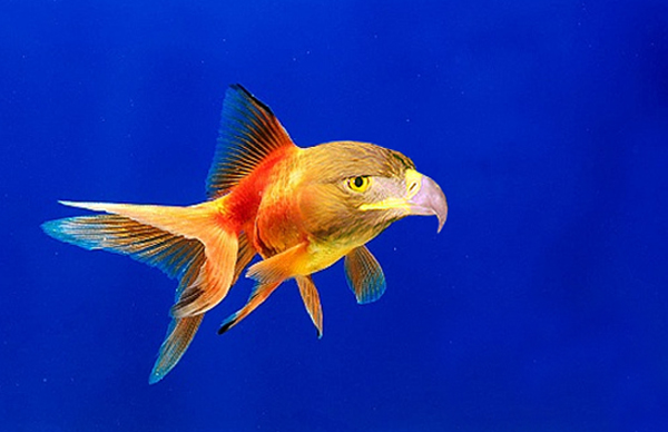 Photoshop Design by almadraba for DesignCrowd (Community Contests) | Design #9045861