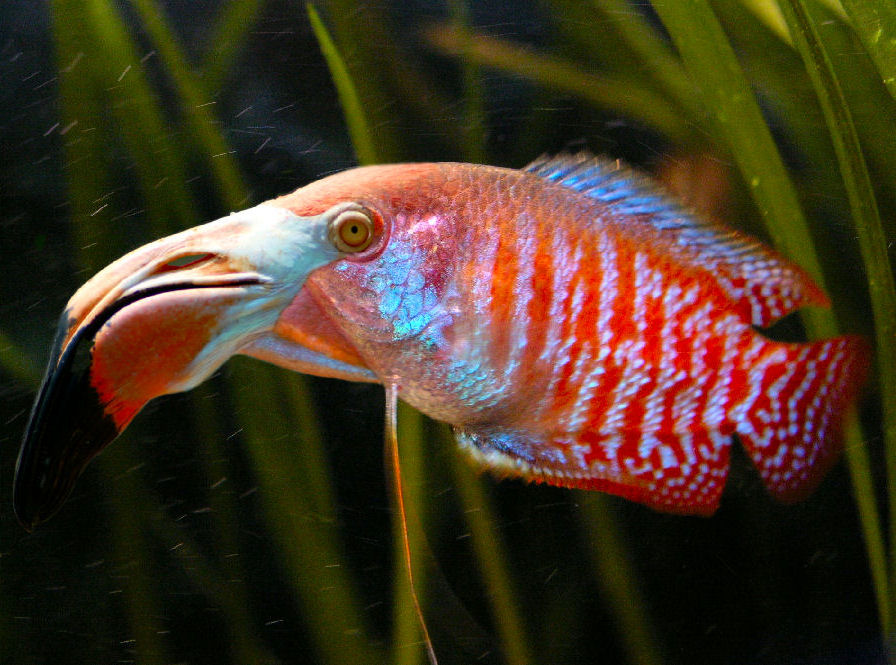 Design Photoshop par DiffDrummer pour DesignCrowd (Community Contests) | Design #9045864