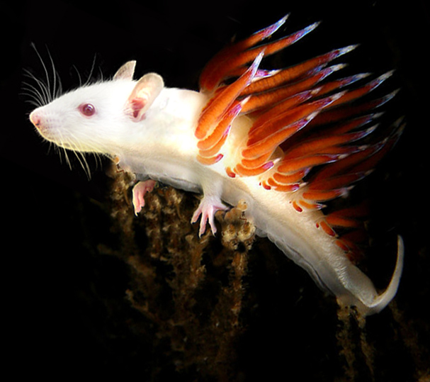 Photoshop-Design von ozlemarc für DesignCrowd (Community Contests) | Design #9046054