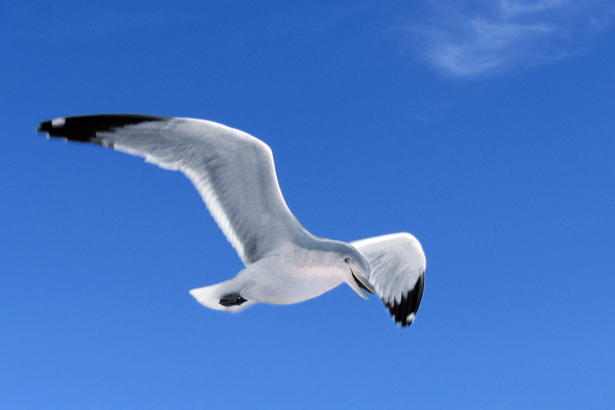 Photoshop Design by dadrak for DesignCrowd (Community Contests) | Design #9046047