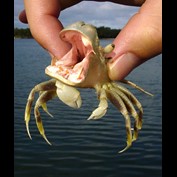 Photoshop Design by davidberettaowens