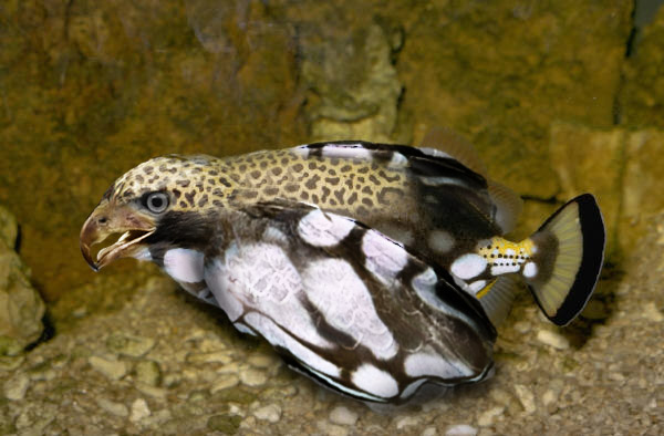 Photoshop Design by ciwecom for DesignCrowd (Community Contests) | Design #9045932