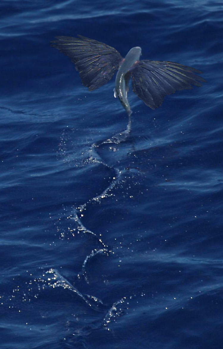 Design Photoshop par redcard pour DesignCrowd (Community Contests) | Design #9045972