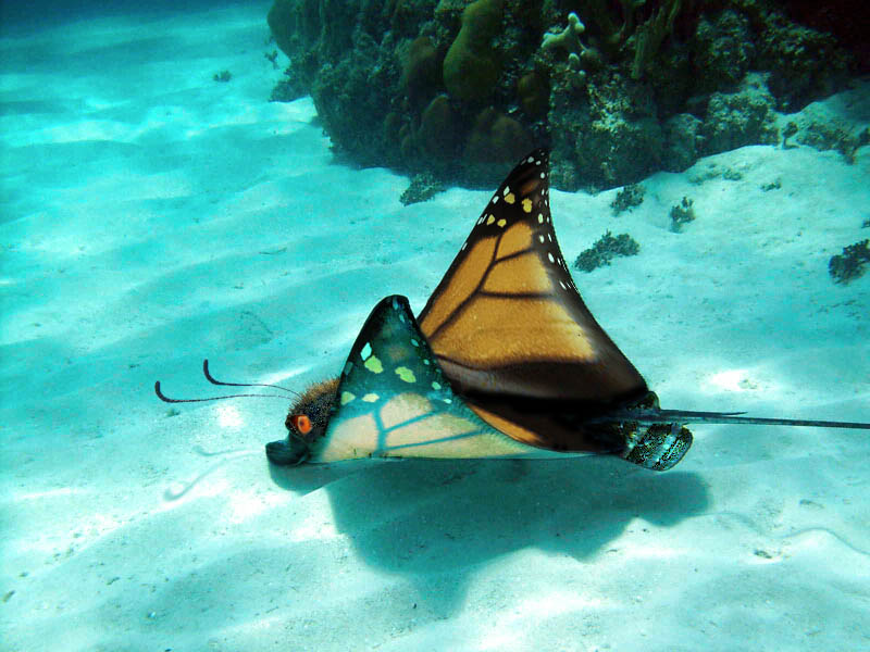 Design Photoshop par zymark pour DesignCrowd (Community Contests) | Design #9045962