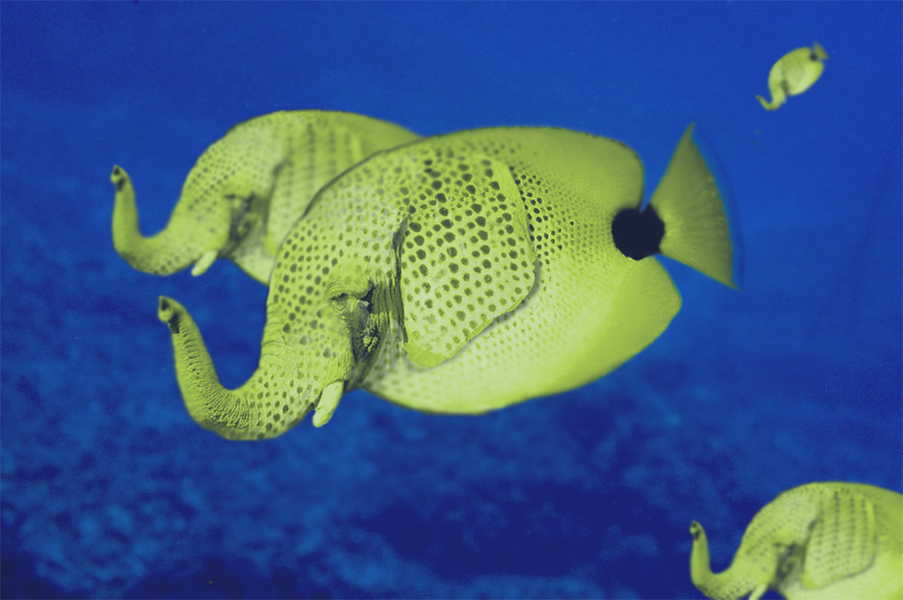 Diseño de Photoshop por dorque para DesignCrowd (Community Contests) | Diseño #9045983